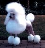 poodles-miniature.jpg