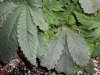 DSC00584.JPG