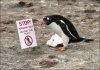 Gentoo_penguin_6257.jpg