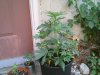 PICT0167.JPG