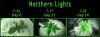 Northern Lights - 10 day.jpg