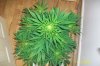 swampdonkey-ie-albums-me-next-grow-picture25805-jack-herer.jpg