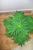 swampdonkey-ie-albums-me-next-grow-picture25806-a.jpg