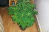 swampdonkey-ie-albums-me-next-grow-picture25807-golden-skush.jpg