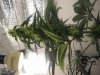 Plants on 121508 006.jpg