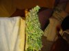 BIG BUD 004.jpg