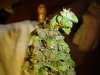 BIG BUD 005.jpg