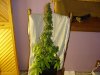 BIG BUD 007.jpg