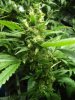 chem dawg bud.JPG