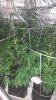 20140803_154716_cleaned.jpg