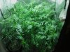 veg room 8-3.jpg