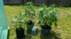 20140614_135221.jpg