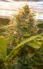 PPP-Day45-Flower-2.JPG