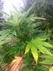 20140817_072409.jpg