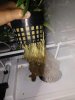 Roots.jpg