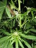 super lemon haze summer 2014 012.JPG