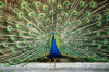 peacock-151.gif
