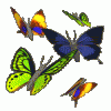 butterflies-3.gif