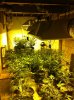 3 groups of plants - inaugeral grow.jpg