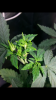 Screenshot_2014-08-25-22-50-27.png