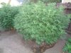 DSC00788.JPG