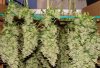 marijuana-harvest-2.jpg