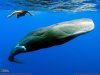 sperm_whale_5[1].jpg