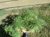 DSC00599.JPG
