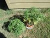 DSC00597.JPG