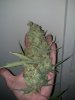 strawberry cream cola 8-17 harvest.jpg