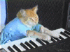cat-keyboard-cat.gif
