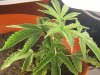 grow journal 111.jpg