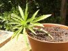 grow journal 112.jpg