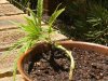grow journal 113.jpg