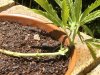 grow journal 114.jpg