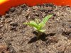 grow journal 116.jpg