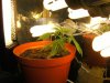 grow journal 117.jpg