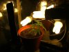 grow journal 118.jpg