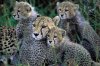 cheetah1.jpg