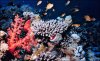 coral_reef2.jpg