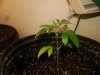 the smaller plant in new soil mix and bigger pot i just sprayed it.jpg