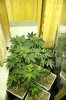 plantas.jpg