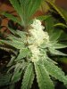 5 HSO Green Crack 4.JPG