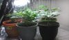 IMAG0590.jpg