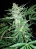 CritPlus Day 110_buds_007.jpg