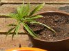 grow journal 120.jpg