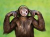 monkey 1.jpg