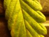DSC00522.jpg