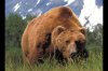 Kodiak-Bear-pic.jpg
