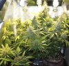 Breeding-All-Day58-Flower-1.JPG